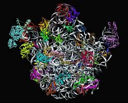 A Ribosome